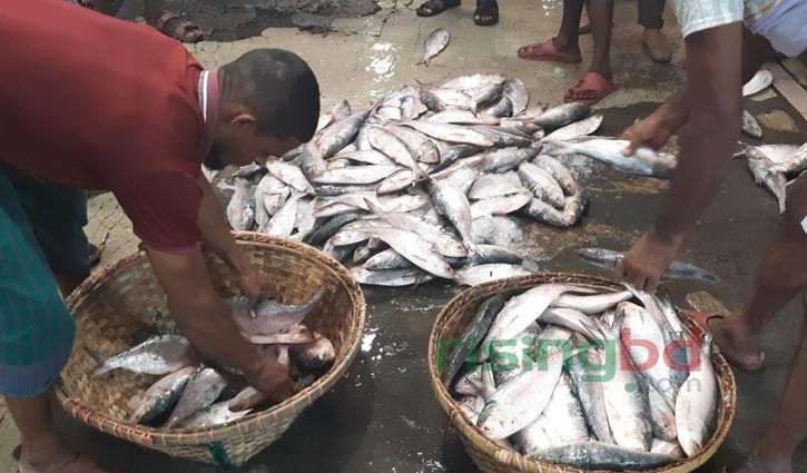 ইলিশে সরগরম চাঁদপুর মাছঘাট, জেলেদের মুখে হাসি