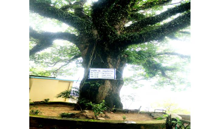 নীরবে ৩১৬ বছর দাঁড়িয়ে