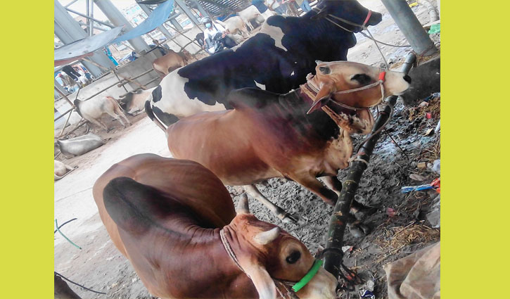 পশুর হাট: বেড়েছে বিক্রি, বৃষ্টিতে দুর্ভোগ পশুর হাট: বেড়েছে বিক্রি, বৃষ্টিতে দুর্ভোগ