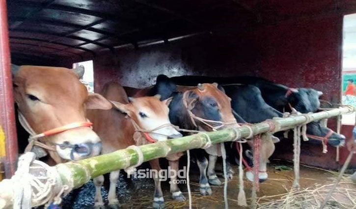 ক্যাটল স্পেশাল ট্রেনে ঢাকায় এলো ৮০০ গরু ক্যাটল স্পেশাল ট্রেনে ঢাকায় এলো ৮০০ গরু