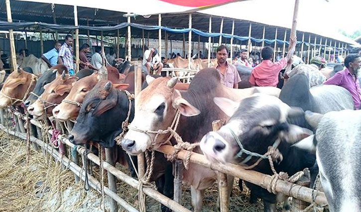 ঢাকায় কোরবানির হাট শুরু ১৭ জুলাই ঢাকায় কোরবানির হাট শুরু ১৭ জুলাই