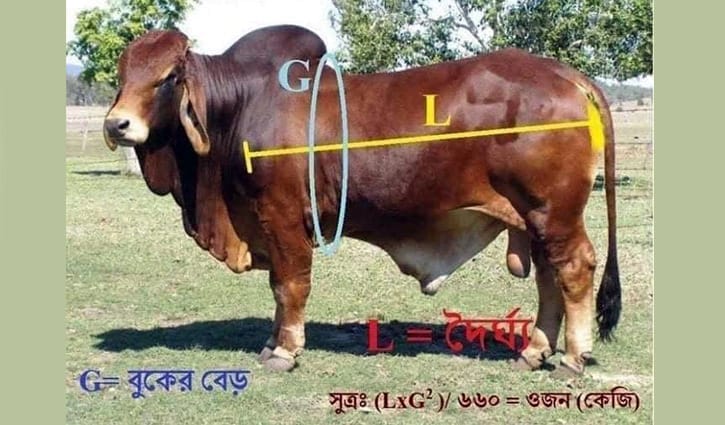 কোরবানির গরু কেনার সময় ওজন মাপার সহজ পদ্ধতি