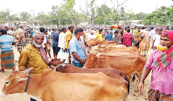 পশুর হাট অনলাইনে করার সুপারিশ পশুর হাট অনলাইনে করার সুপারিশ