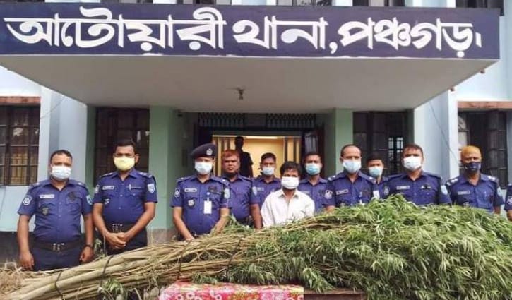 গাছসহ গাঁজা চাষি আটক গাছসহ গাঁজা চাষি আটক