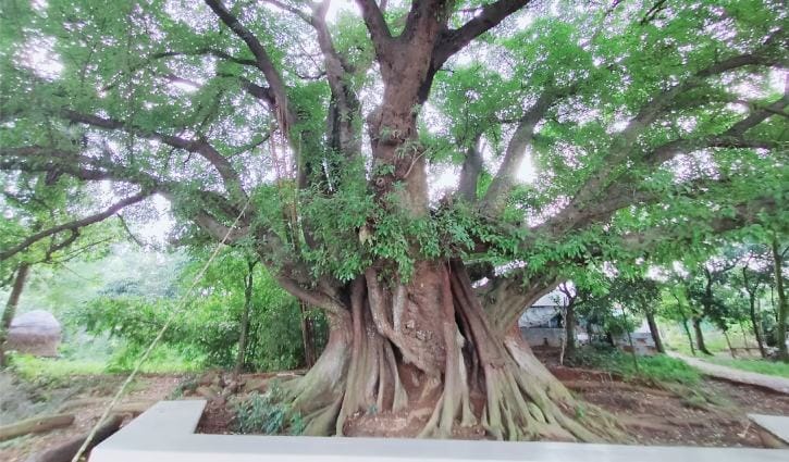 ৩শ বছর বয়সী অচিন বৃক্ষ ৩শ বছর বয়সী অচিন বৃক্ষ