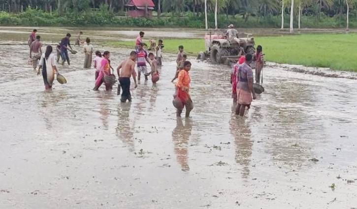 ধান ক্ষেতের পানিতে ছুটে বেড়াচ্ছে পুঁটি টেংরা কৈ মাগুর ধান ক্ষেতের পানিতে ছুটে বেড়াচ্ছে পুঁটি টেংরা কৈ মাগুর