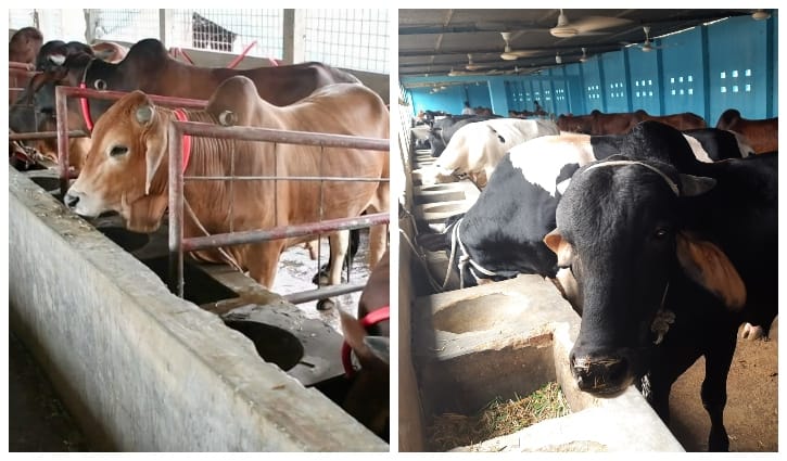 গরুর হাট বন্ধ, দুশ্চিন্তায় খামারিরা গরুর হাট বন্ধ, দুশ্চিন্তায় খামারিরা
