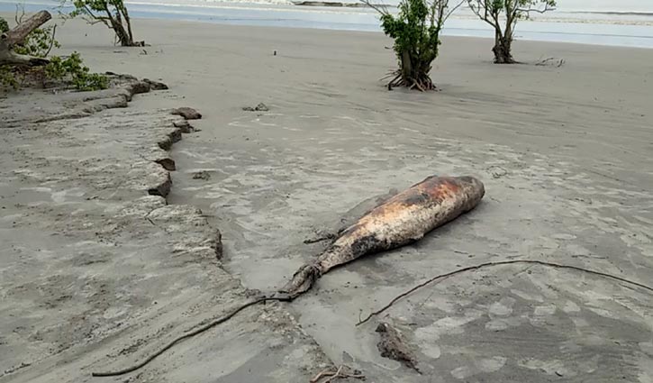 সৈকতে ফের ইরাবতি ডলফিন