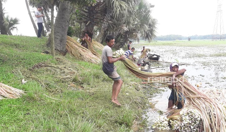 বিলের শাপলায় দারিদ্র্য জয়