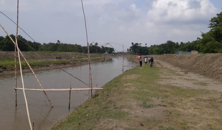 অযত্নে মরলো বঙ্গবন্ধুর জন্মশতবার্ষিকীতে রোপণ করা হাজারো গাছ