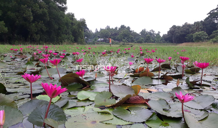 সুতোয় বাঁধা শাপলা দেখতে পোড়াহারা বিলে 