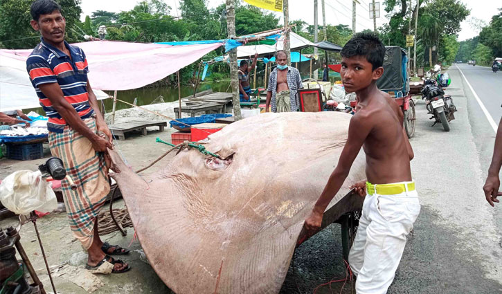 জেলের জালে ১০ মণ ওজনের শাপলাপাতা মাছ  