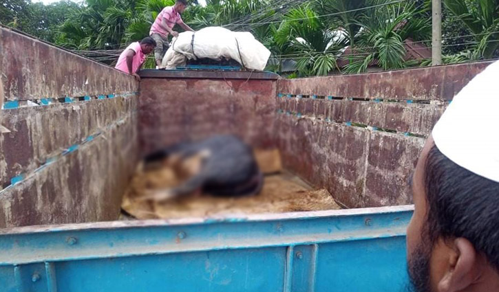যানজটে আটকে গরমে গরুটি মরেই গেলো যানজটে আটকে গরমে গরুটি মরেই গেলো