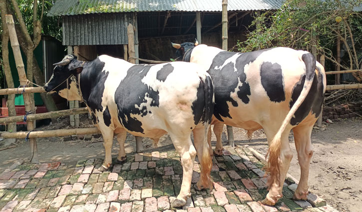 সেরাদের সেরা ‘বাংলার রাজা’ ‘মানিক-রতন’ এবং ‘হিরো আলম’