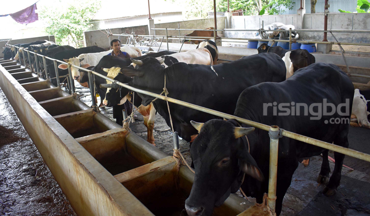 নাটোরে কোরবানির জন্য প্রস্তুত ৩ লাখ ৩৫ হাজার পশু নাটোরে কোরবানির জন্য প্রস্তুত ৩ লাখ ৩৫ হাজার পশু