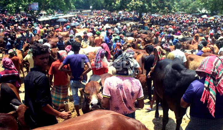 বাড়তি লাভের আশায় গরু নিয়ে ঢাকায় ছুটছেন ব্যবসায়ীরা বাড়তি লাভের আশায় গরু নিয়ে ঢাকায় ছুটছেন ব্যবসায়ীরা