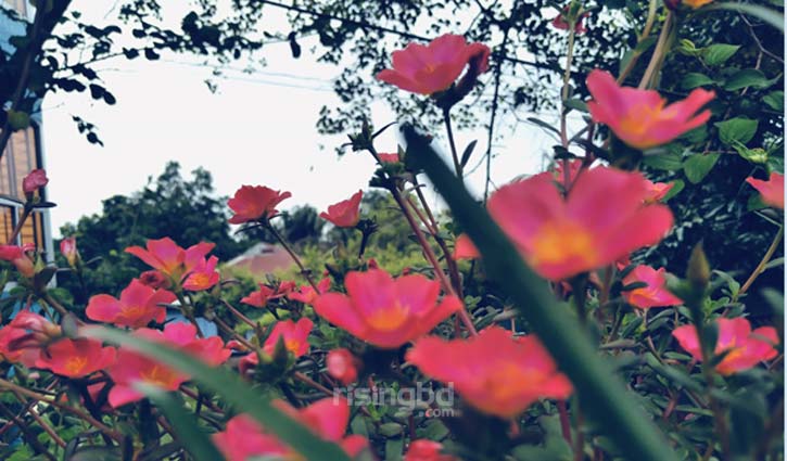 ছবিতে পর্তুলিকা ফুল 