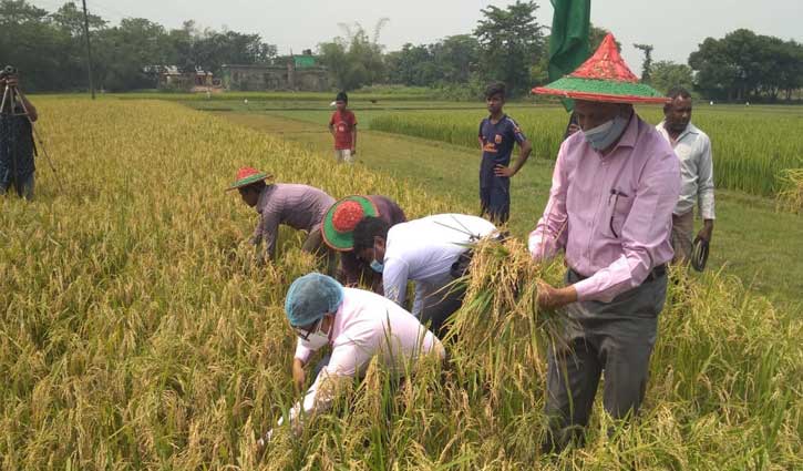 মৌলভীবাজারে বোরো ধান কাটা শুরু, লক্ষ্যমাত্রা ২ লক্ষাধিক মে.টন