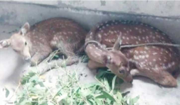 ইয়াসের প্রভাবে পানিতে ভেসে আসা ২টি হরিণশাবক উদ্ধার ইয়াসের প্রভাবে পানিতে ভেসে আসা ২টি হরিণশাবক উদ্ধার