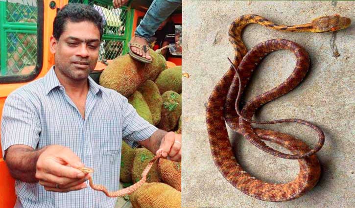 শ্রীমঙ্গলে কাঁঠালের জিপ থেকে দুর্লভ বিষাক্ত সাপ উদ্ধার শ্রীমঙ্গলে কাঁঠালের জিপ থেকে দুর্লভ বিষাক্ত সাপ উদ্ধার