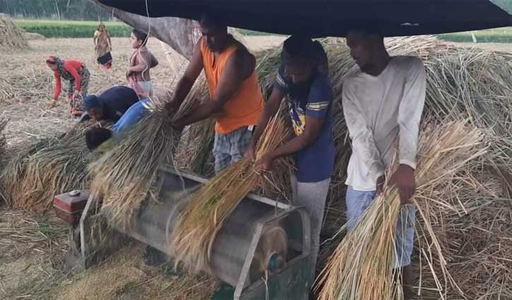 চাঁদপুরে ৬১ হাজার ২৮৫ হেক্টর বোরো আবাদ, কৃষকের উল্লাস