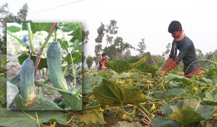 শসায় কৃষকের হাসি শসায় কৃষকের হাসি