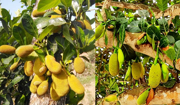 পাহাড়ে এবার গাছে গাছে কাঁঠাল