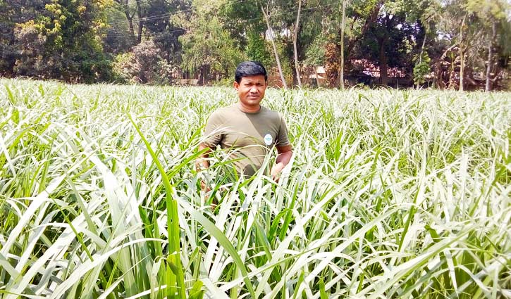 ঘাস চাষ: অল্প পুঁজিতে বেশি আয় আশাদুলের ঘাস চাষ: অল্প পুঁজিতে বেশি আয় আশাদুলের