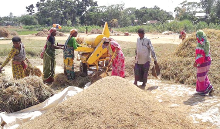 ১৮ লাখ মেট্রিক টন ধান-চাল কিনবে সরকার ১৮ লাখ মেট্রিক টন ধান-চাল কিনবে সরকার