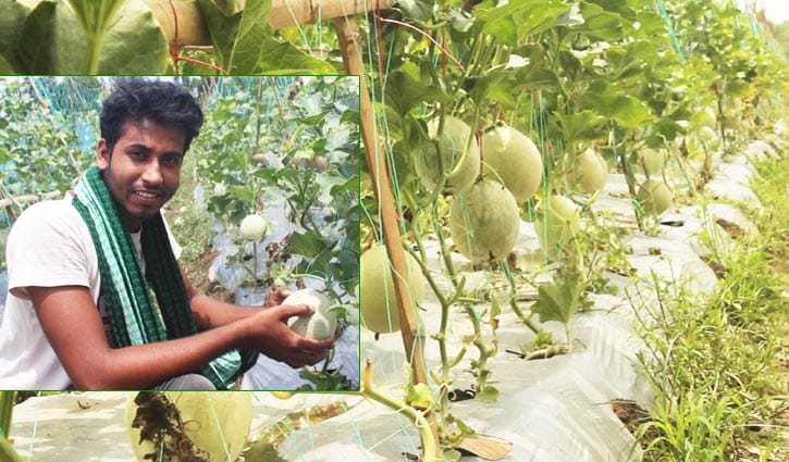 সৌদির ফল সাম্মাম চাষ করে সফল খোকন