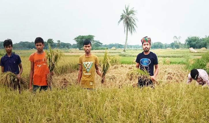কৃষকের ধান কেটে দিলেন ছাত্রলীগ নেতা তপু কৃষকের ধান কেটে দিলেন ছাত্রলীগ নেতা তপু