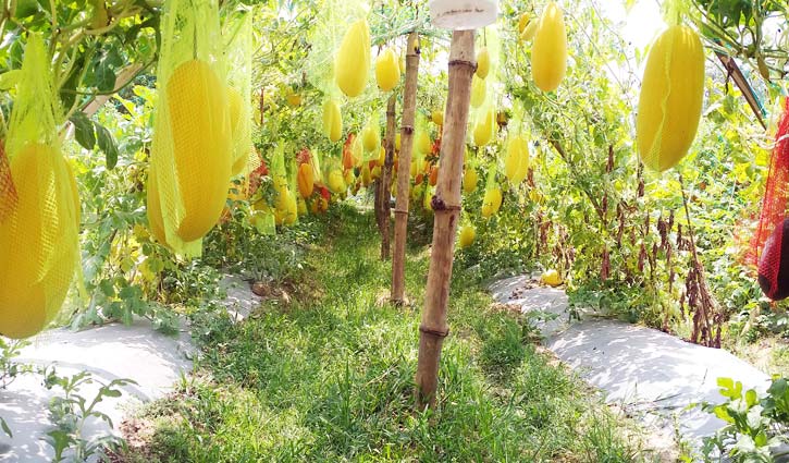 বিষমুক্ত ফল ও সবজিতে আড়াই মাসেই সাফল্য বিষমুক্ত ফল ও সবজিতে আড়াই মাসেই সাফল্য