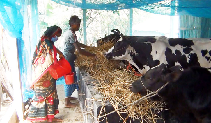 উন্নত জাতের গাভী পালনে স্বাবলম্বী চরাঞ্চলের মানুষ উন্নত জাতের গাভী পালনে স্বাবলম্বী চরাঞ্চলের মানুষ