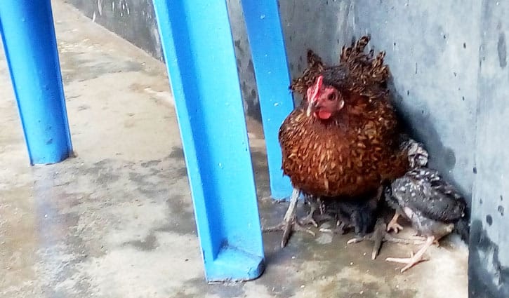 মা মুরগির ভালোবাসার দৃষ্টান্ত মা মুরগির ভালোবাসার দৃষ্টান্ত