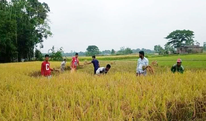 কৃষকের ধান কেটে দিলেন ছাত্রলীগ নেতা অনিক কৃষকের ধান কেটে দিলেন ছাত্রলীগ নেতা অনিক