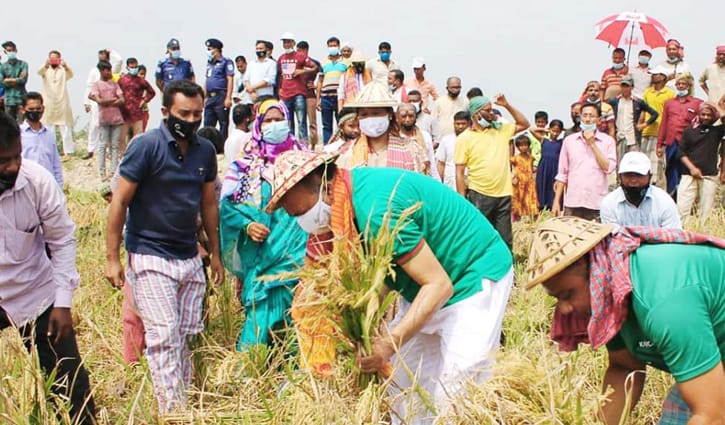 সারাদেশে ধান কেটে দেবে কৃষক লীগ সারাদেশে ধান কেটে দেবে কৃষক লীগ