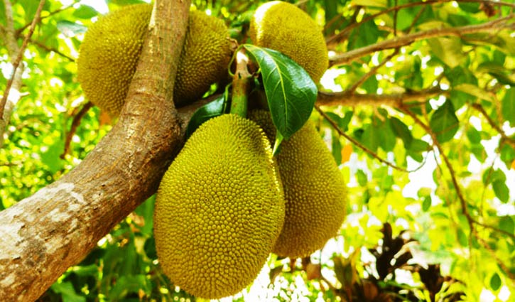 রসে ভরা মধুফলের মাস রসে ভরা মধুফলের মাস