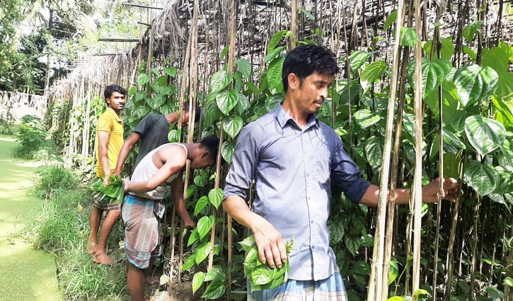 পান চাষে আয় ৭০ কোটি টাকা