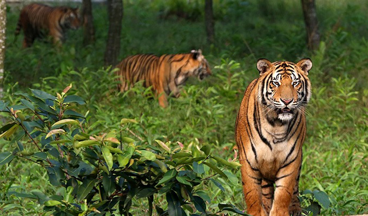 সুন্দরবন সম্প্রসারিত হচ্ছে, বেড়েছে বাঘ: প্রধানমন্ত্রী সুন্দরবন সম্প্রসারিত হচ্ছে, বেড়েছে বাঘ: প্রধানমন্ত্রী