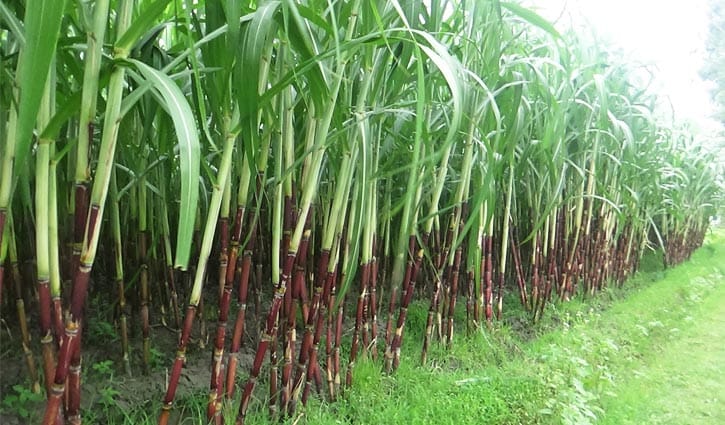 ডোমারে বাড়ছে আখ চাষ