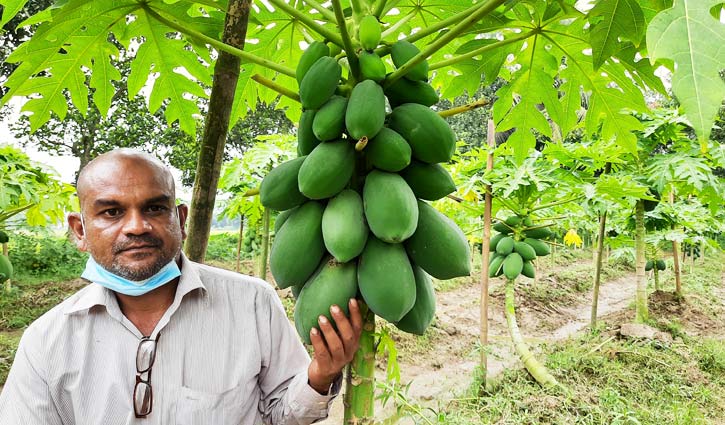 সুইট লেডি পেঁপে চাষে মিল্লাদের সাফল্য সুইট লেডি পেঁপে চাষে মিল্লাদের সাফল্য