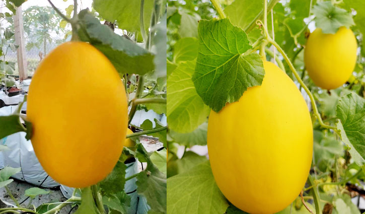 হাইড্রোপনিক পদ্ধতিতে রক মেলন চাষে সাফল্য