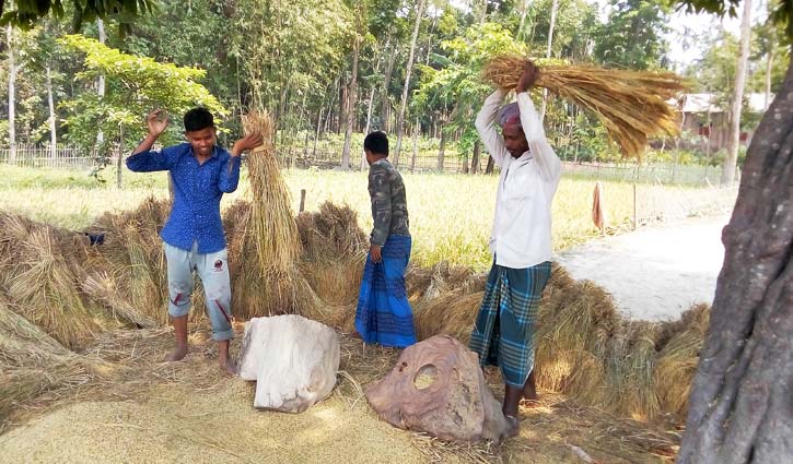 ধান মাড়াই পিঁড়ি বিলুপ্তির পথে ধান মাড়াই পিঁড়ি বিলুপ্তির পথে