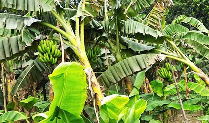 বারি-১ জাতের কলা চাষে হাজারো কৃষকের ভাগ্যবদল বারি-১ জাতের কলা চাষে হাজারো কৃষকের ভাগ্যবদল