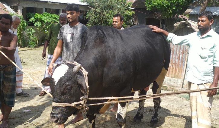 যুবরাজের ওজন ২৫ মণ, দাম ৮ লাখ যুবরাজের ওজন ২৫ মণ, দাম ৮ লাখ
