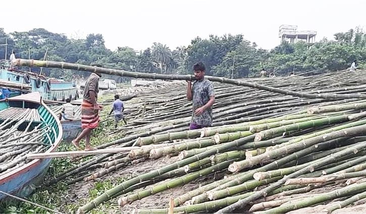 বাঁশের বাজার এখন বেকারদের কর্মসংস্থান বাঁশের বাজার এখন বেকারদের কর্মসংস্থান