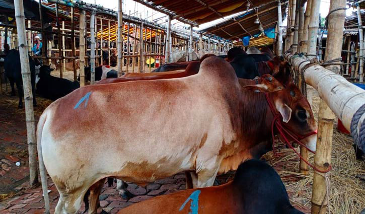 ঢাকায় ২৩ স্থানে বসবে পশুর হাট ঢাকায় ২৩ স্থানে বসবে পশুর হাট