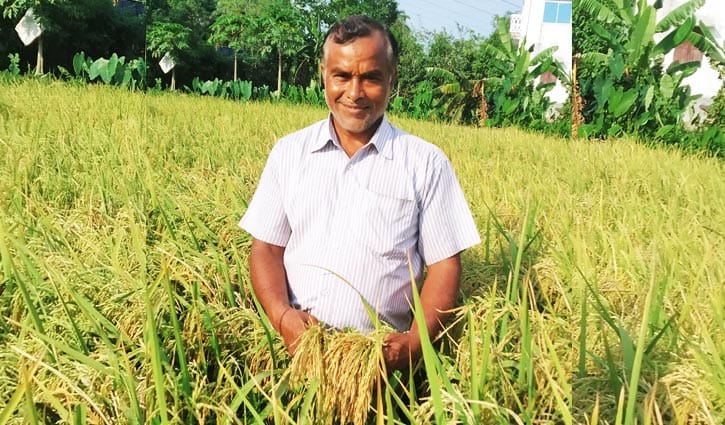 ‘ব্রিধান-৬৭’র বাম্পার ফলনে কৃষকের মুখে হাসি ‘ব্রিধান-৬৭’র বাম্পার ফলনে কৃষকের মুখে হাসি