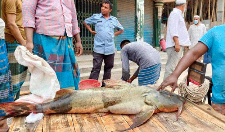 নাটোরে পদ্মায় ধরা পড়ল ২৯কেজি ওজনের বাঘাআইড় নাটোরে পদ্মায় ধরা পড়ল ২৯কেজি ওজনের বাঘাআইড়