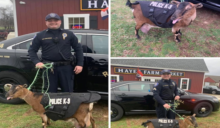 যুক্তরাষ্ট্রে পুলিশে চাকরি পেলো ছাগল